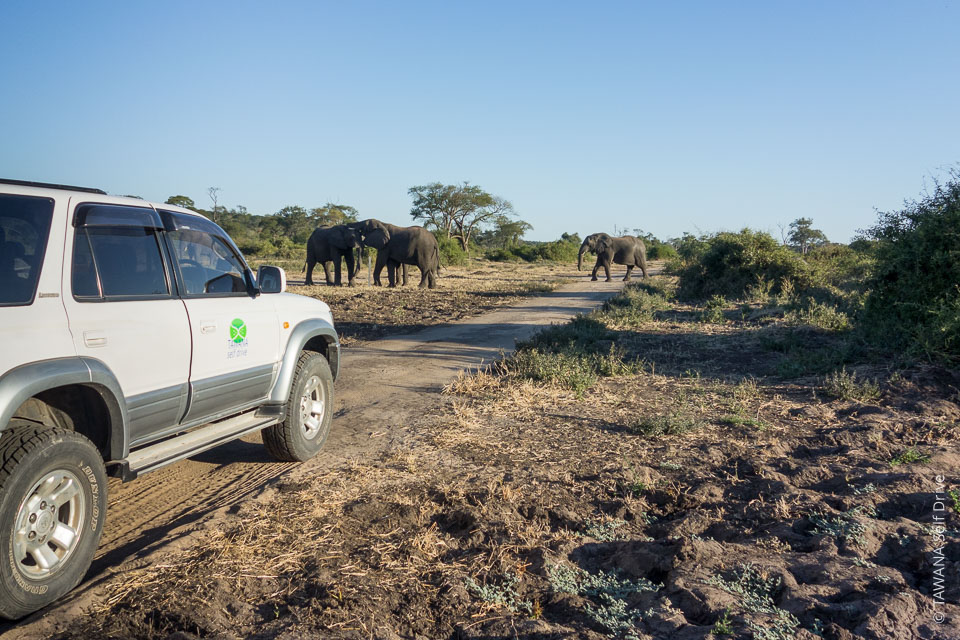 Visiter Chobe : safari self drive