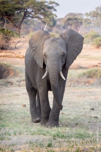 Eléphant du Botswana