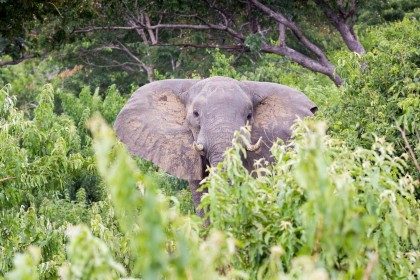 Safari Big Five au Botswana : l'éléphant