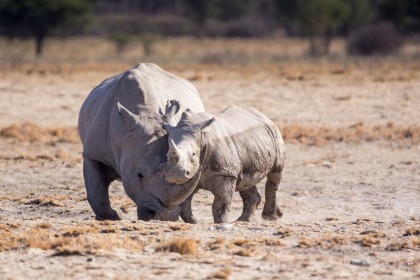 Safari Big Five au Botswana : le rhinocéros