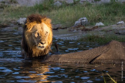 Safari Big Five au Botswana : le lion