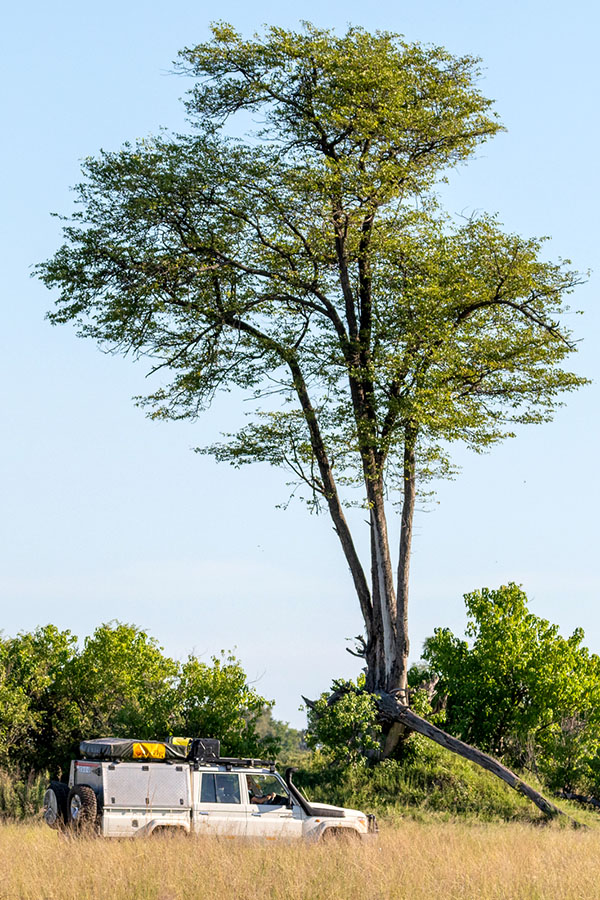 Safari self-drive dans la réserve de Moremi