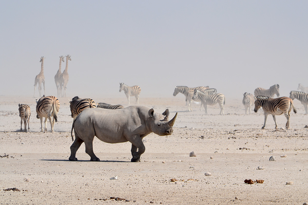 Safari self-drive à Etosha, Namibie