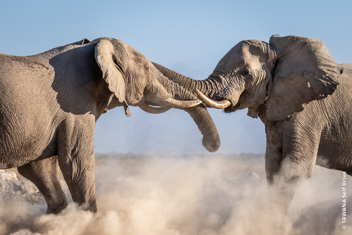 Elephants au point d'eau de Nxai Pan, Botswana