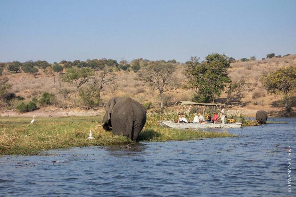 Safari en bateau sur la rivière Chobe, Botswana