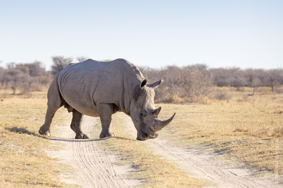 Itinéraire en Afrique du Sud et au Botswana : observation des big Five