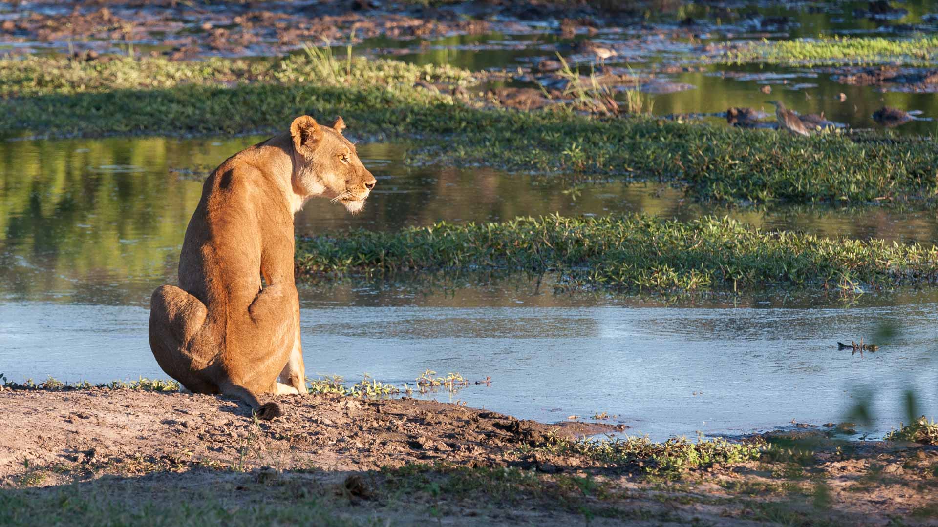 Big Five au Botswana : lionne dans les plaines de Chobe