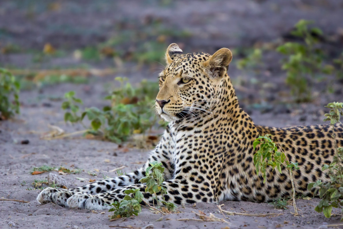 Big Five au Botswana : léopard le long de la rivière Chobe