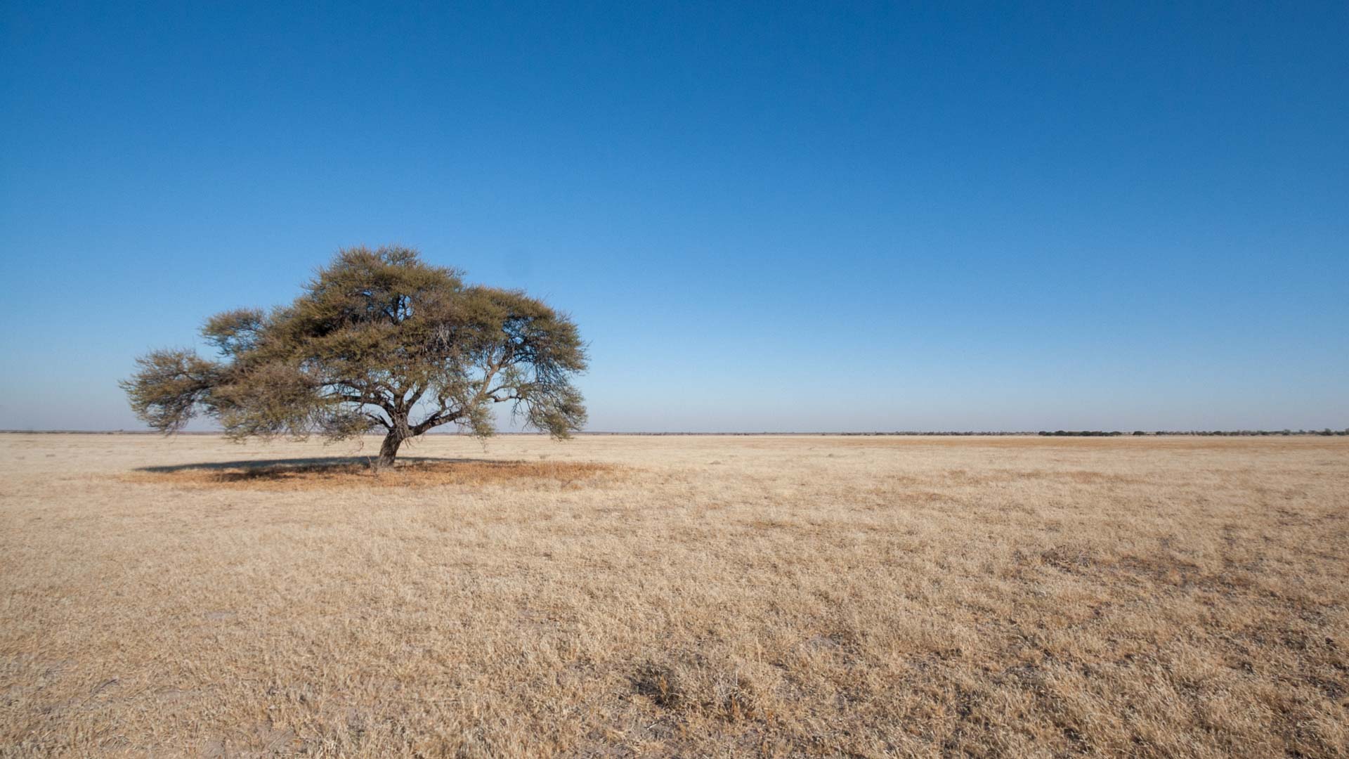 Désert du Kalahari, Botswana