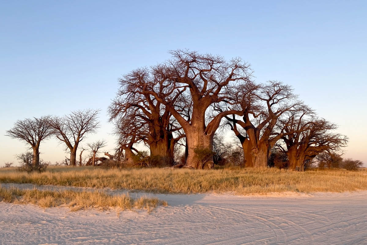 Baines Baobab, Nxai Pan, Botswana