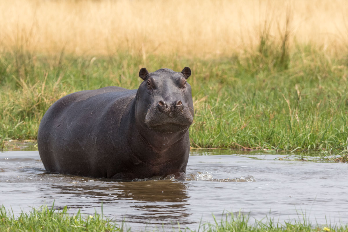 Hippopotame dans la rivière Khwai, Botswana