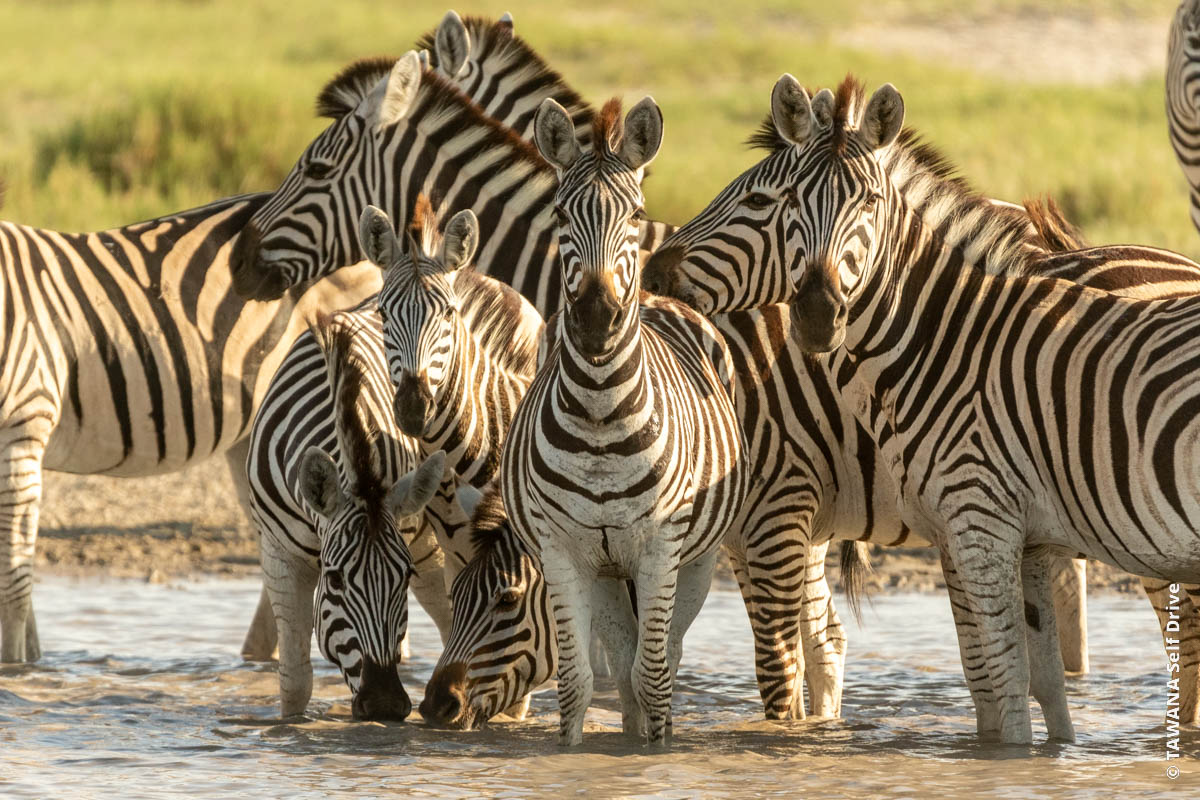 Itinéraire en Afrique du Sud et au Botswana : zèbres dans les pans de Makgadikgadi