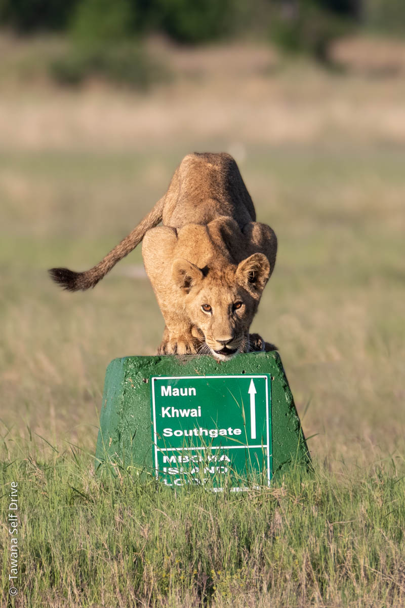 Peut-on voir des lions dans la réserve de Moremi au Botswana ?